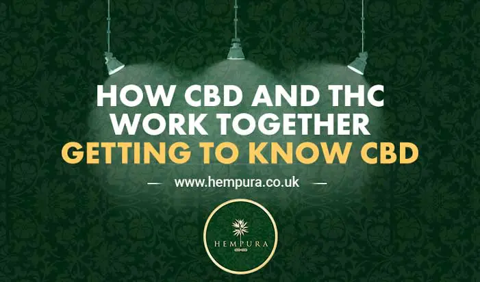 HEMPURA-HOW-CBD-AND-THC-WORK-TOGETHER